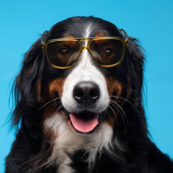 Gifts For Pet Owner coupon codes